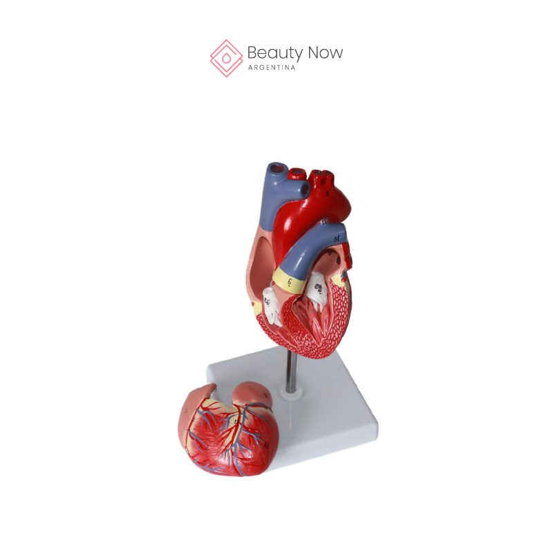 Modelo de Corazón 3D